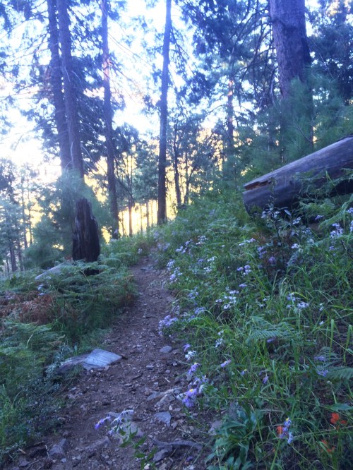 A winding dirt path through a forest, surrounded by tall trees and wildflowers in soft morning light.