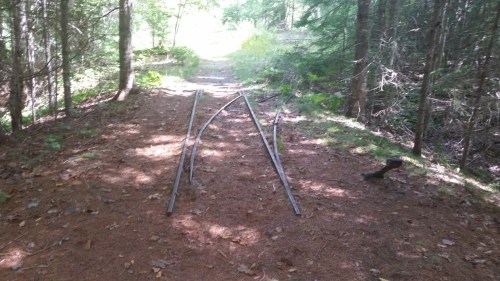 Two sets of railway tracks diverge on a forest path, surrounded by trees and scattered leaves.