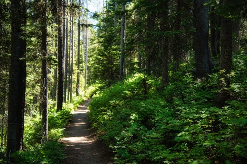 A serene forest path surrounded by tall trees and lush green foliage, illuminated by soft sunlight.