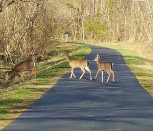 Three deer crossing a paved path in a wooded area, surrounded by trees and greenery.