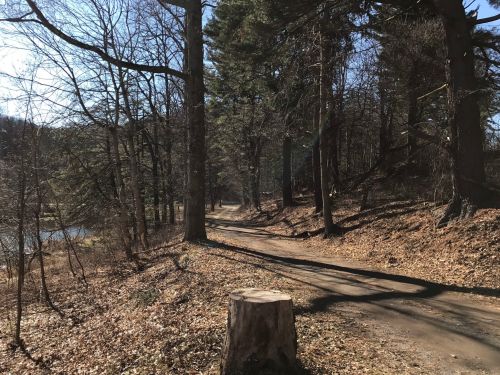 A serene forest path lined with trees, a stump in the foreground, and a glimpse of water in the background.