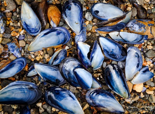 A collection of blue and white seashells scattered on a rocky beach.