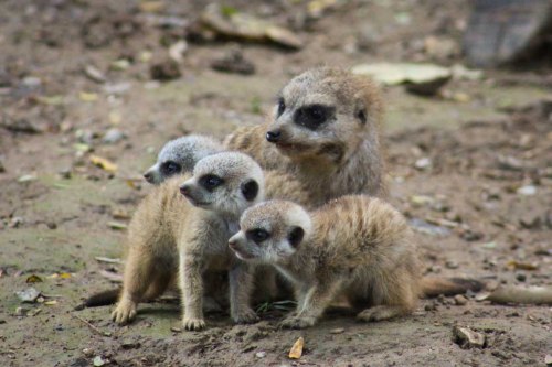 A group of four meerkats, including three young ones, standing together on the ground in a natural setting.