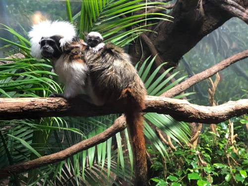 A marmoset with a fluffy white crown sits on a branch, carrying a tiny baby on its back amidst lush green foliage.
