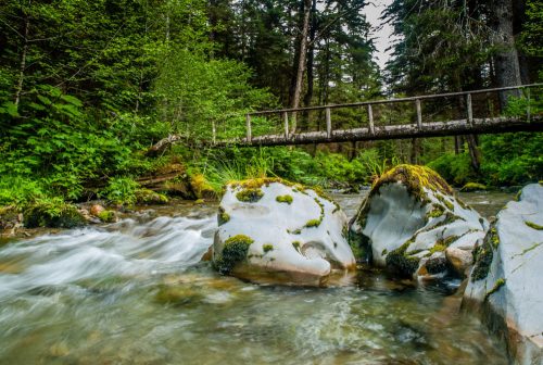 A serene forest scene featuring a flowing stream, moss-covered rocks, and a wooden bridge in the background.