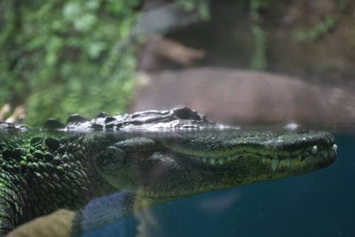 A close-up of a crocodile partially submerged in water, with green foliage in the background.