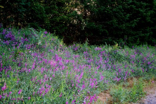 A vibrant field of purple wildflowers beside a wooded area, with lush greenery surrounding the blooms.