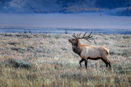 A majestic elk with large antlers stands in a grassy field, surrounded by a serene landscape.