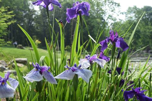 A cluster of vibrant purple irises blooming among lush green grass in a serene outdoor setting.