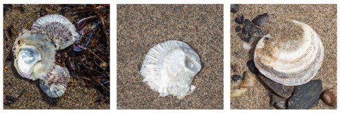 Three seashells on sandy beach, varying in shape and texture, surrounded by small pebbles and seaweed.