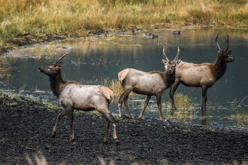 Three elk stand near a pond, surrounded by tall grass and a muddy shoreline.