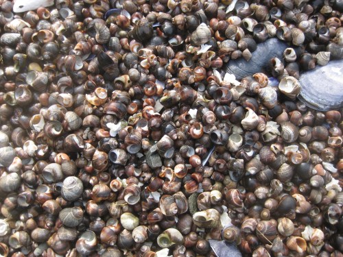 A close-up of a diverse collection of small, colorful seashells scattered on a sandy surface.