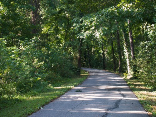 A winding path through a lush green forest, surrounded by trees and dappled sunlight.