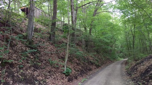 A dirt path winds through a lush green forest with trees and underbrush on either side.
