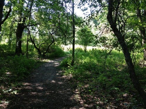 A sunlit path winding through a lush, green forest with trees and underbrush on either side.