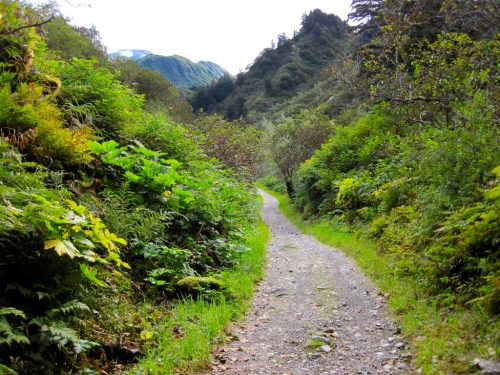 A winding gravel path through lush greenery and trees, leading into a mountainous landscape.