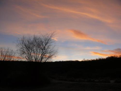 Silhouette of a tree against a colorful sunset sky with wispy clouds and a dark horizon.