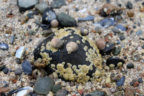 A rocky surface covered in yellow barnacles, surrounded by various small shells and pebbles on a sandy beach.