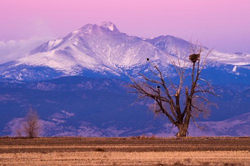 A barren tree with a nest stands in a field, with snow-capped mountains and a pink sky in the background.