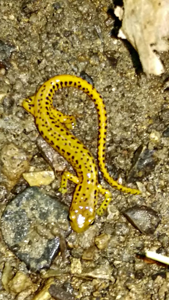 A yellow salamander with black spots on a rocky, earthy surface.