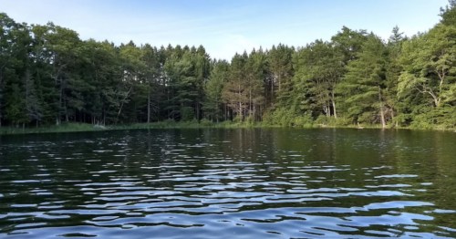 A serene lake surrounded by lush green trees under a clear blue sky, with gentle ripples on the water's surface.