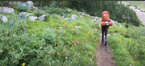 A hiker with a large backpack walks along a trail surrounded by vibrant wildflowers and lush greenery.