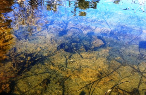 Clear water reflecting trees above, with visible rocks and submerged branches on the bottom.