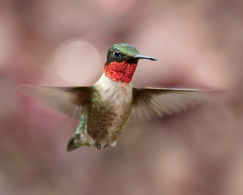 A hummingbird with a vibrant red throat and green feathers hovers in mid-air against a blurred background.