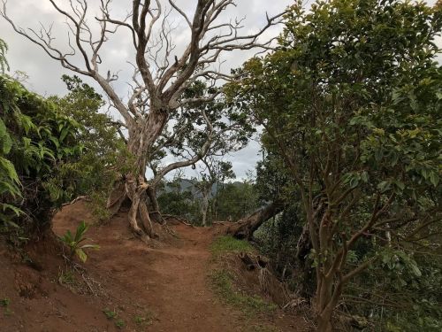 A winding dirt path through a lush landscape with a gnarled tree and greenery on either side.
