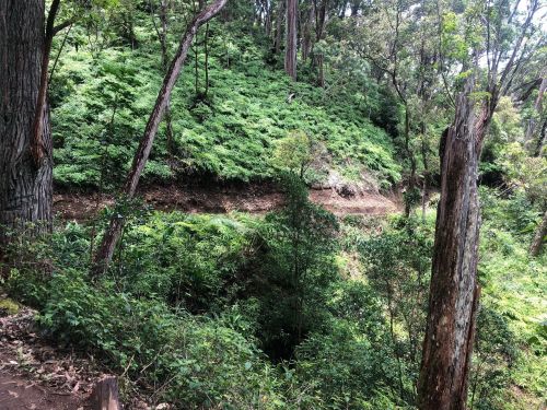 Lush green forest with dense ferns and trees, featuring a winding path through the natural landscape.