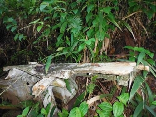 A weathered piece of wood partially covered by lush green foliage in a dense forest setting.