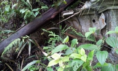 Overgrown vegetation surrounds a partially hidden, rusted metal structure in a dense forest.