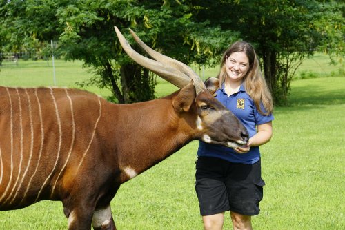 A woman in a blue shirt stands beside a large, brown bongo with long horns in a grassy field.