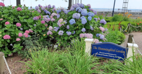 A vibrant garden filled with blooming hydrangeas and a sign reading "The Hummingbird Garden" near a waterfront.