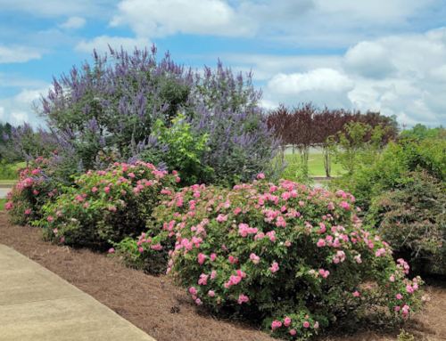 Colorful flowering shrubs in a landscaped area under a partly cloudy sky.
