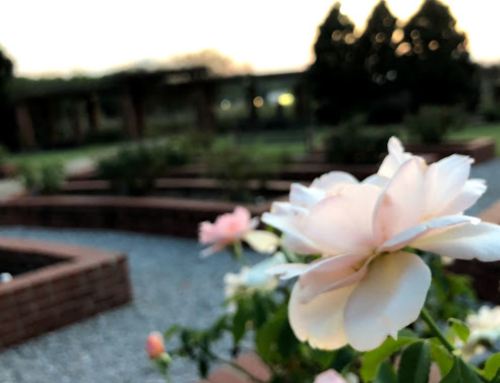 A close-up of a pale pink rose in a garden with blurred greenery and brick pathways in the background.