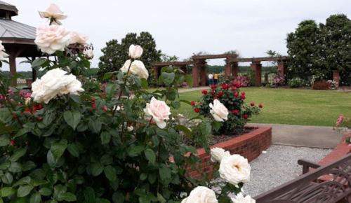 A garden filled with blooming roses, featuring a gazebo and a pathway surrounded by greenery and flowers.