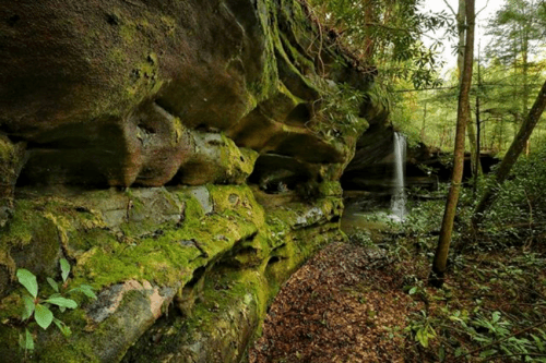 A serene forest scene featuring moss-covered rock formations and a small waterfall surrounded by lush greenery.