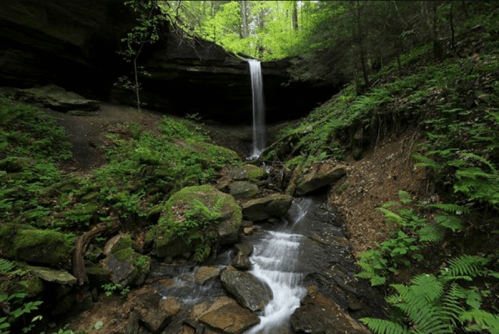 A serene forest scene featuring a waterfall cascading over rocks, surrounded by lush greenery and ferns.