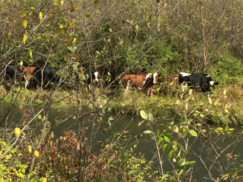 A group of cows grazing near a stream, surrounded by trees and autumn foliage.