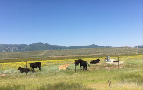 A group of cows grazing in a green field with mountains in the background under a clear blue sky.