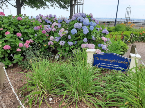 A vibrant garden with colorful hydrangeas and a sign reading "The Hummingbird Garden" near a waterfront.