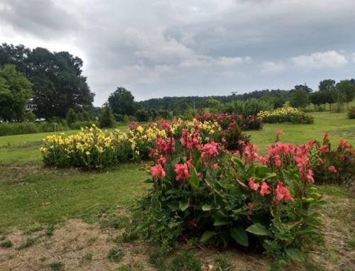 A vibrant garden with blooming yellow and pink flowers under a cloudy sky, surrounded by green trees and grass.