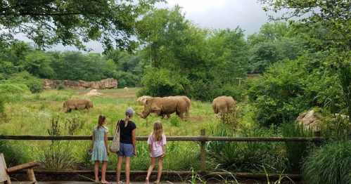 Three children watch elephants in a lush, green habitat at a zoo, surrounded by trees and rocks.