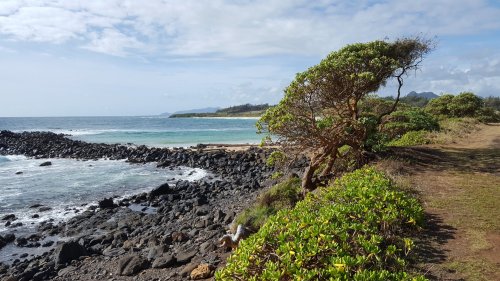 A coastal scene featuring a rocky shore, lush greenery, and a tree overlooking the ocean under a partly cloudy sky.