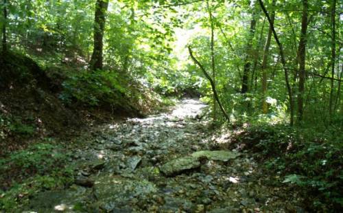 A serene forest scene with a rocky, dry creek bed surrounded by lush green trees and sunlight filtering through the leaves.