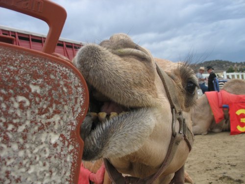 A close-up of a camel's face as it curiously interacts with a container, set against a cloudy background.