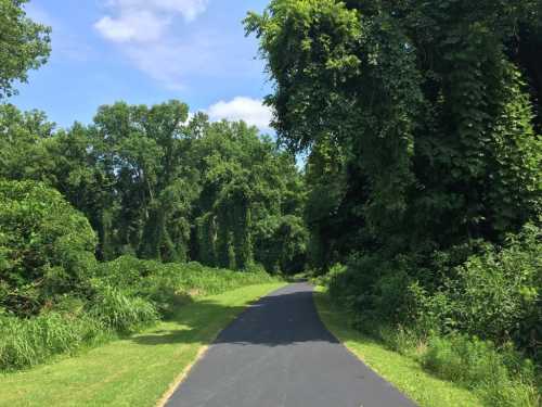 A paved path winds through a lush green forest, surrounded by tall trees and dense vegetation under a clear blue sky.