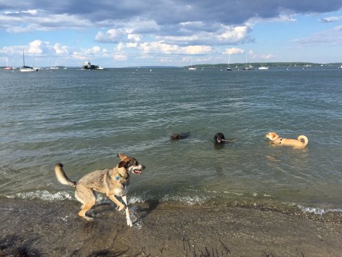 Three dogs play in the water at a beach, with boats in the background and a cloudy sky above.