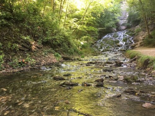 A serene forest scene featuring a flowing stream and a waterfall surrounded by lush green trees.